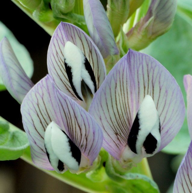 The lovely flower of a fava.