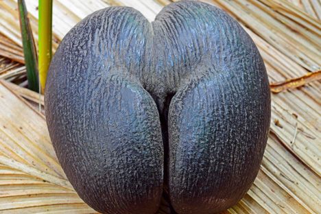 Coco de Mer