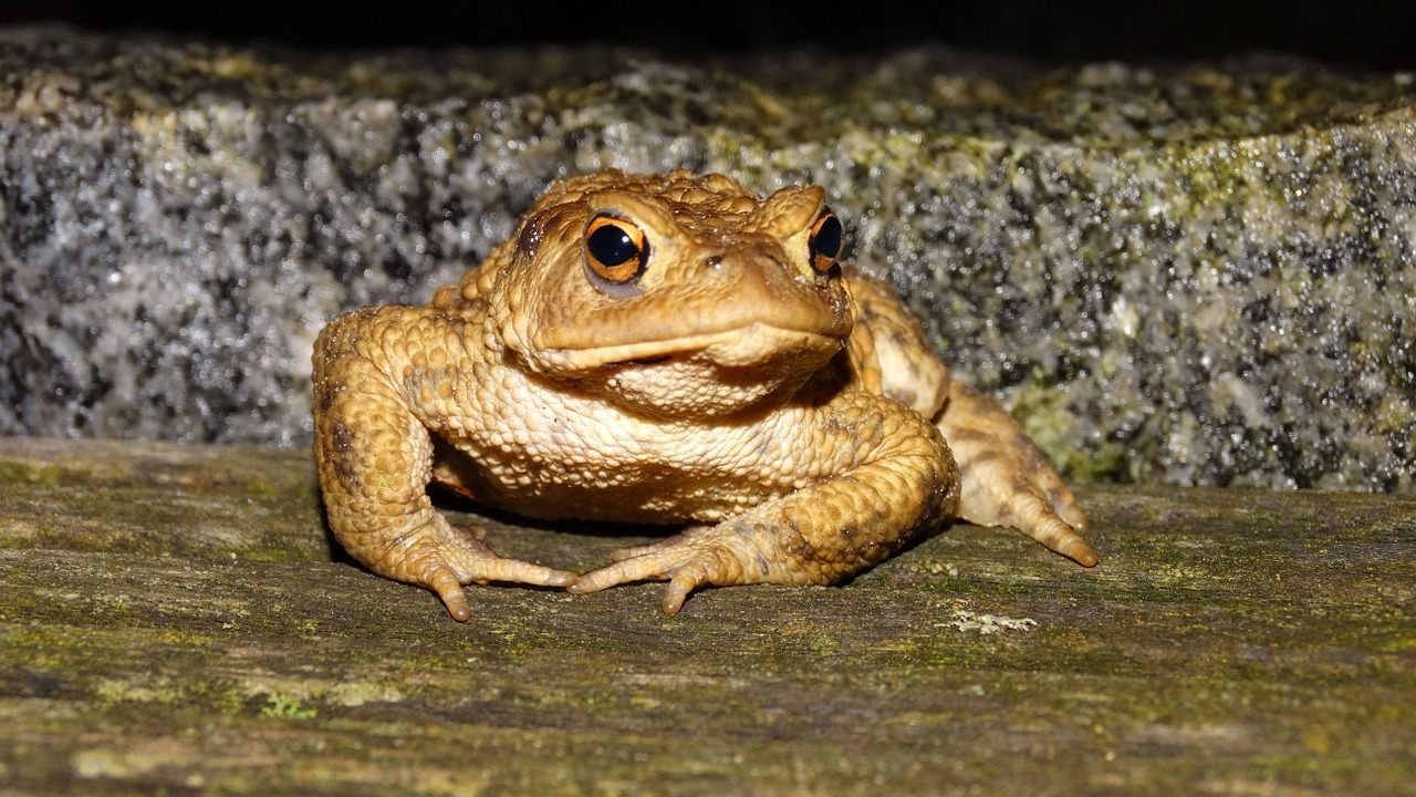 A toad prepares for a weird fake night.