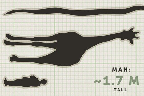 Curious Fact of the Week: The Longest Tapeworm