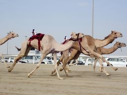 Al Shahaniya camel racetrack.