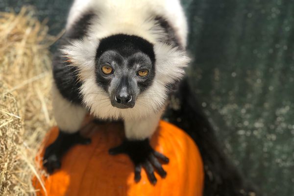 Black and white ruffed lemur.