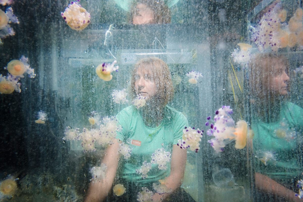 In the jellyfish nursery, the next generation of cnidarians are raised.