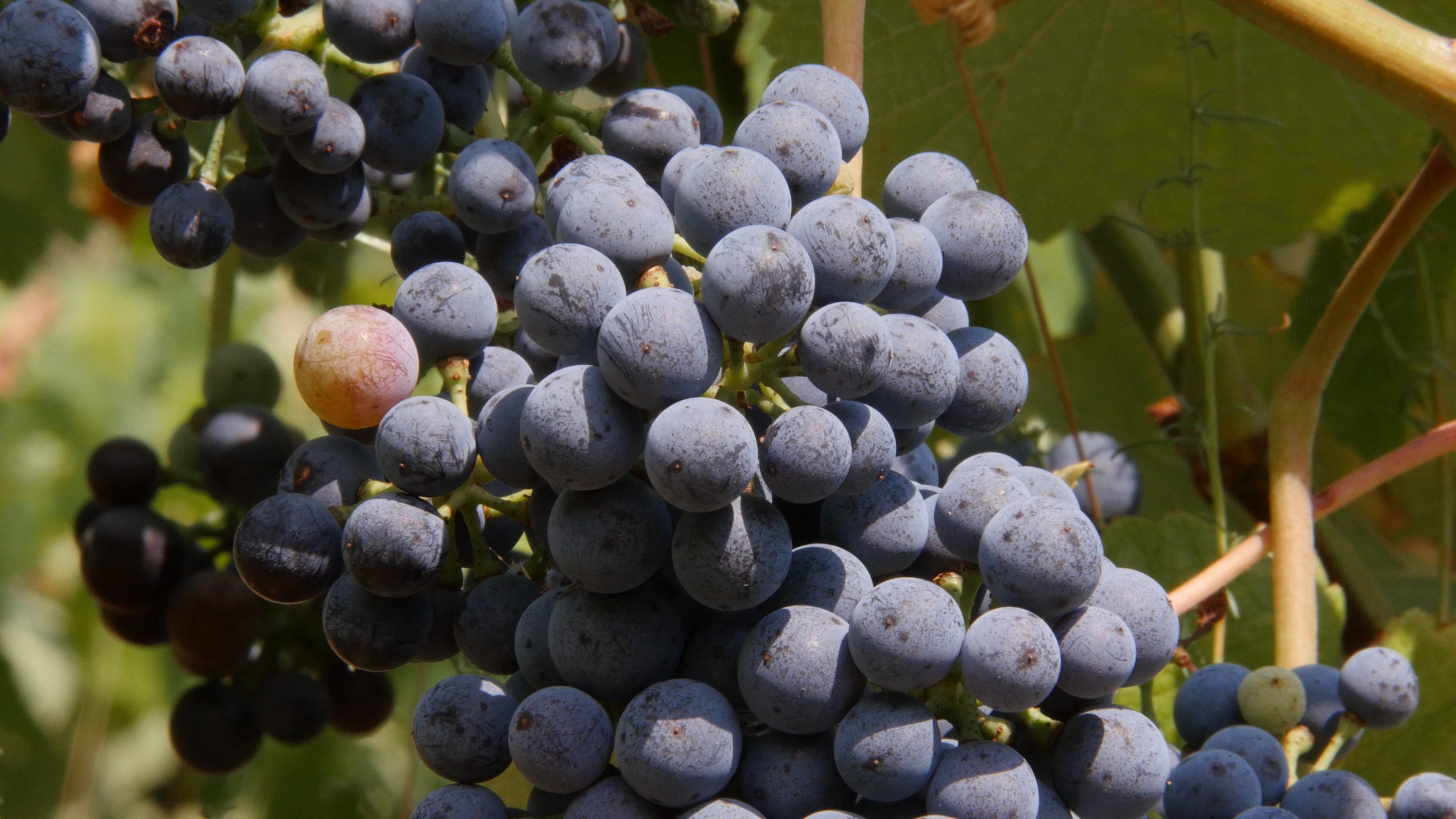 France outlawed these grapes in the 1930s.