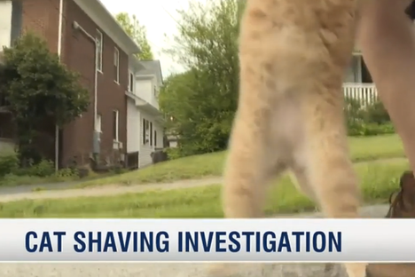 Who Is Shaving Virginia's Cats?