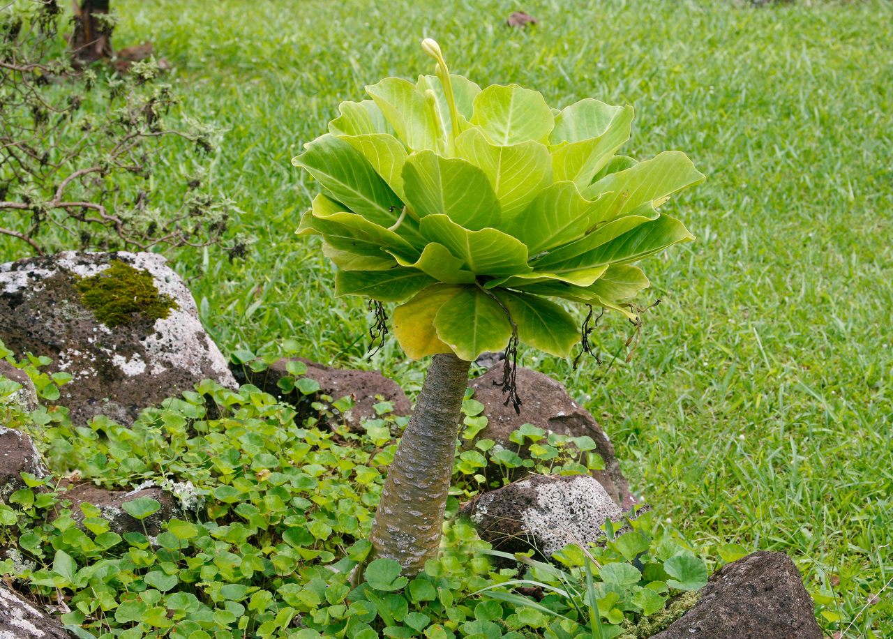<em>Brighamia insignis</em>, shown here in a botanic garden, is known as the <em>‘ōlulu</em> in Hawaiian; in English, it’s jokingly called “cabbage on a stick.” 