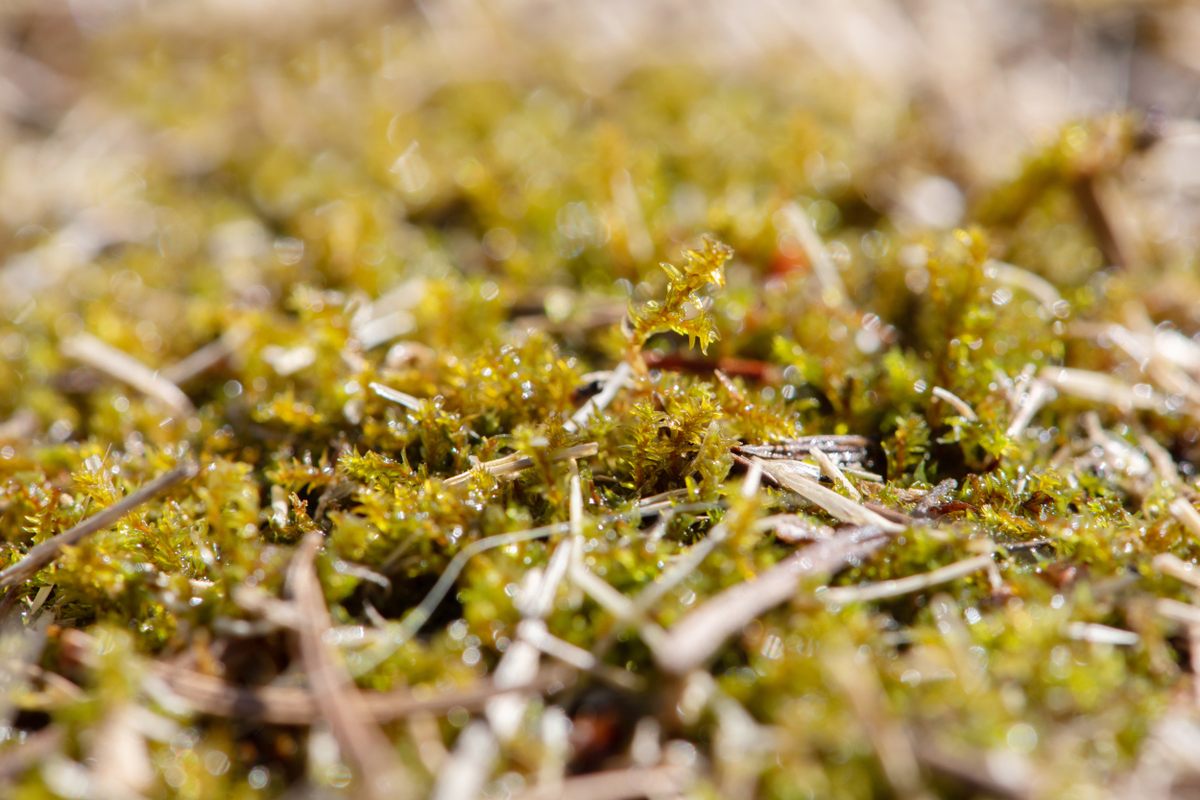 <em>Triquetrella californica</em>, found on Galiano Island, is one of the rarest mosses in Canada.