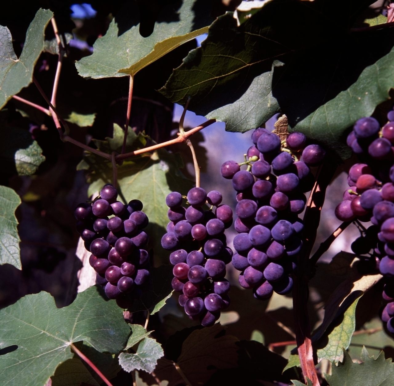 Bunches of <em>vitis labrusca</em>, wine grapes native to the Americas.