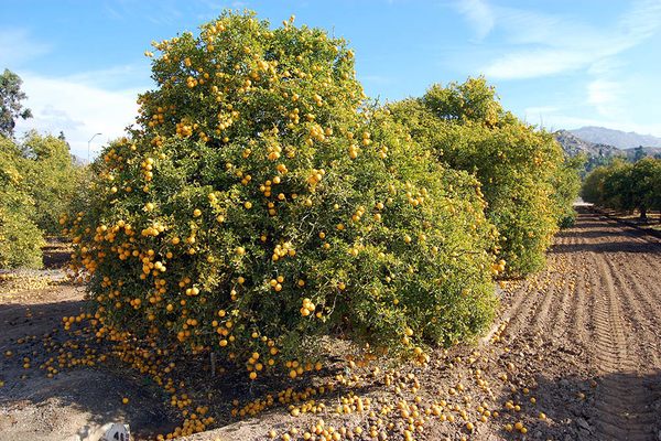 The Citrus Variety Collection at UC Riverside 
