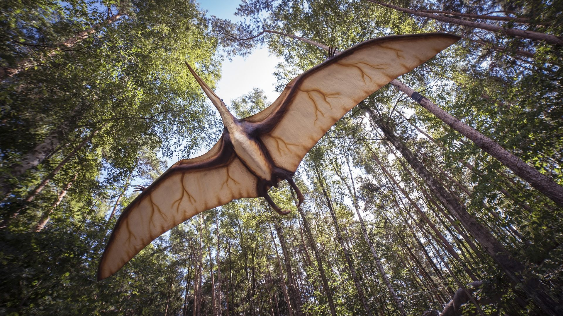 Pterosaur Flying Muscles