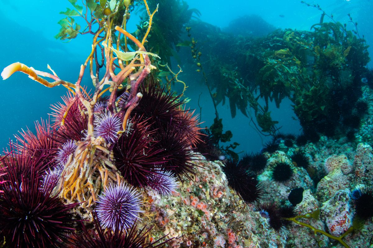 Purple sea urchins attack a giant kelp holdfast off the California coast.