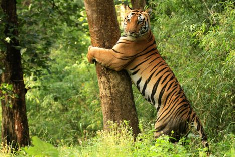 One of Kanha Tiger Reserve's revered residents: Conservation scientists are studying how villagers near the Central Indian park coexist with the big cats.