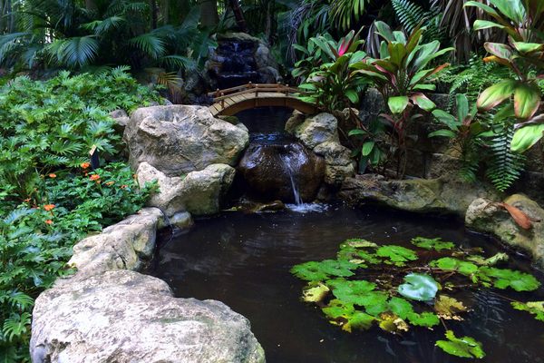 A koi pond at Sunken Gardens.