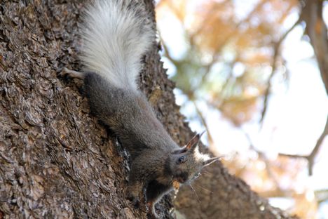 Kaibab squirrel.