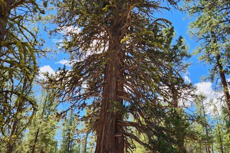The juniper.
