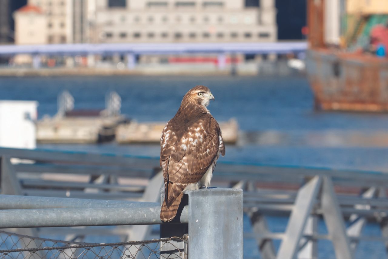 Larger birds, such as this red-tailed hawk, often thrive in urban areas—and finding them is easy if you follow some basic guidelines.