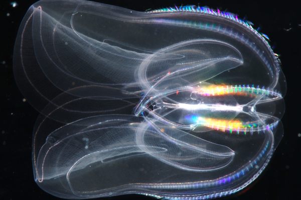 Do humans have comb jellies to thank for our own through-gut and anus genes?