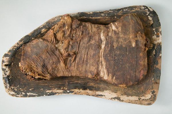 The mummified beef shoulder, likely of Prince Amenemhat.