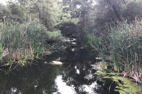 Elfin Forest
