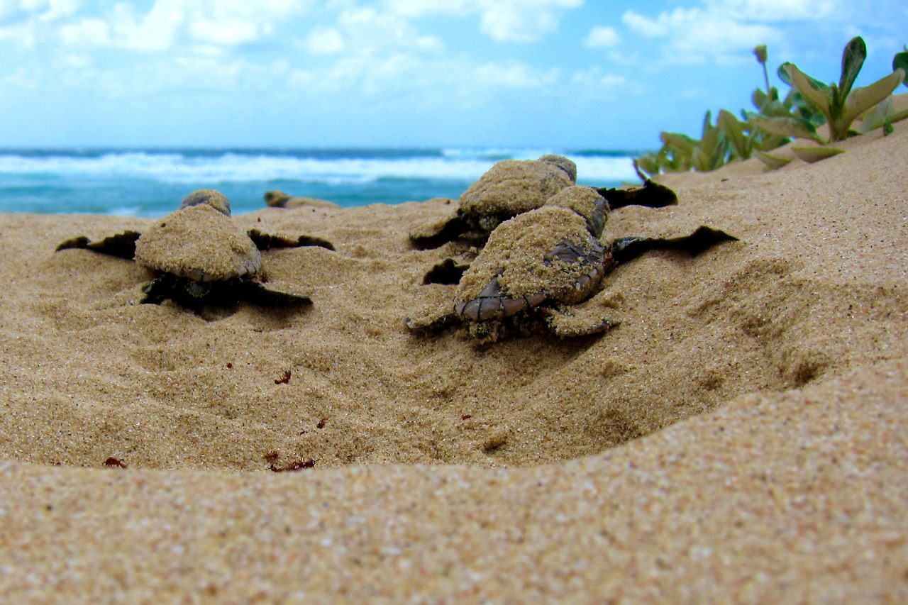 Baby loggerhead turtles, newly hatched in South Africa. 