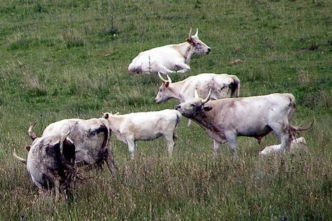 The Chillingham Cows
