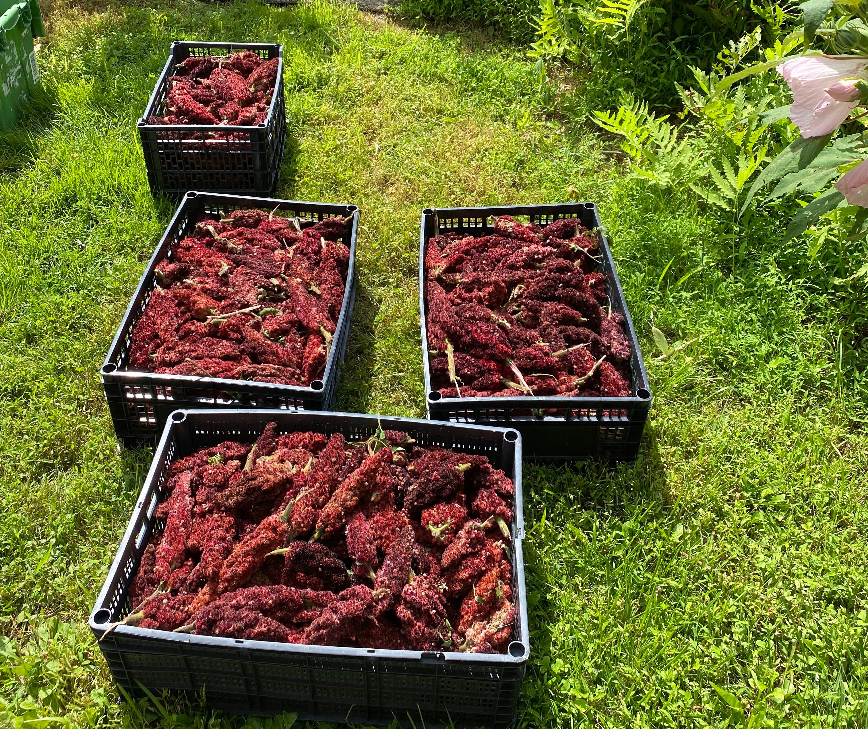 A huge harvest of sumac, laid out to dry in the sun.
