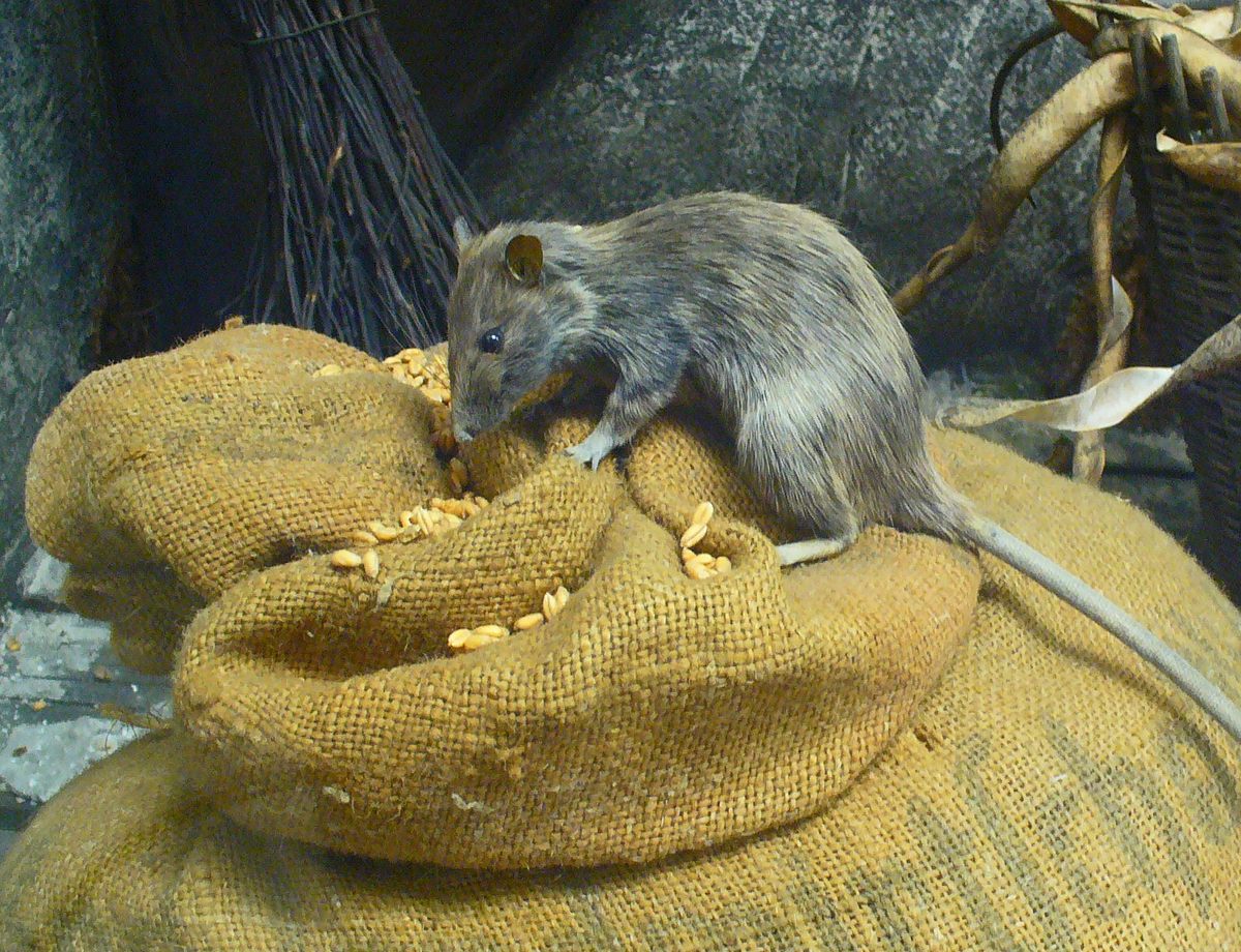 Ann Rats Alberta's War on Rats