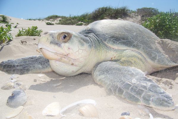 Kemp’s ridley sea turtles are an endangered species that live and nest in the Gulf of Mexico. This one was photographed on Padre Island.