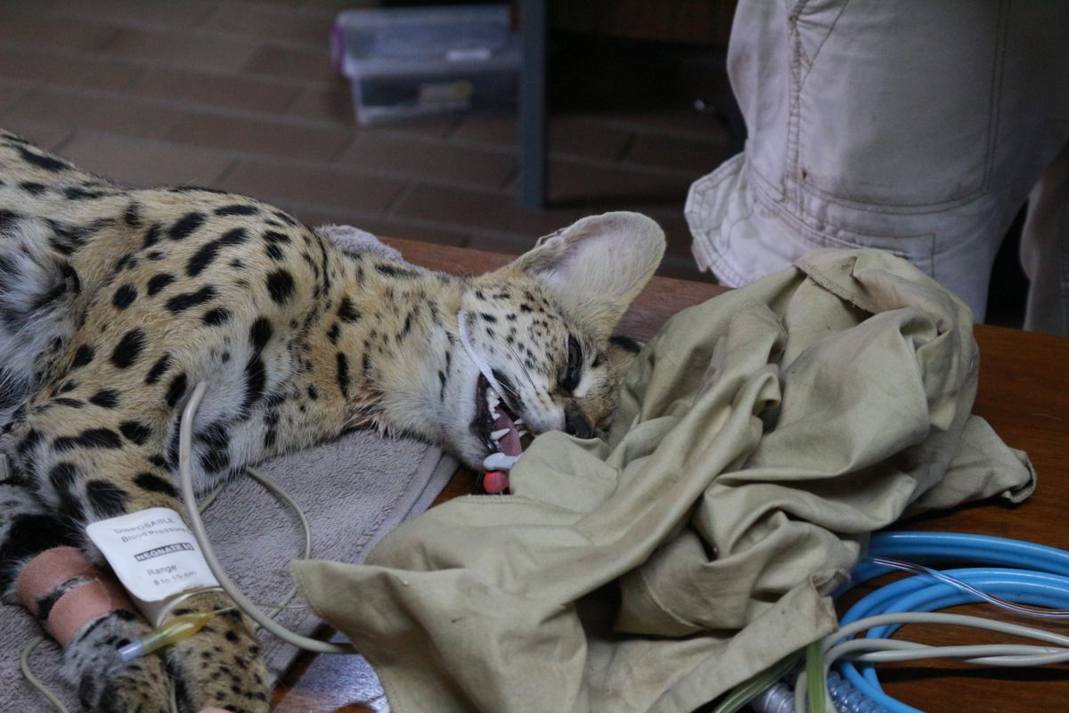 A Secunda serval, sedated for examination.