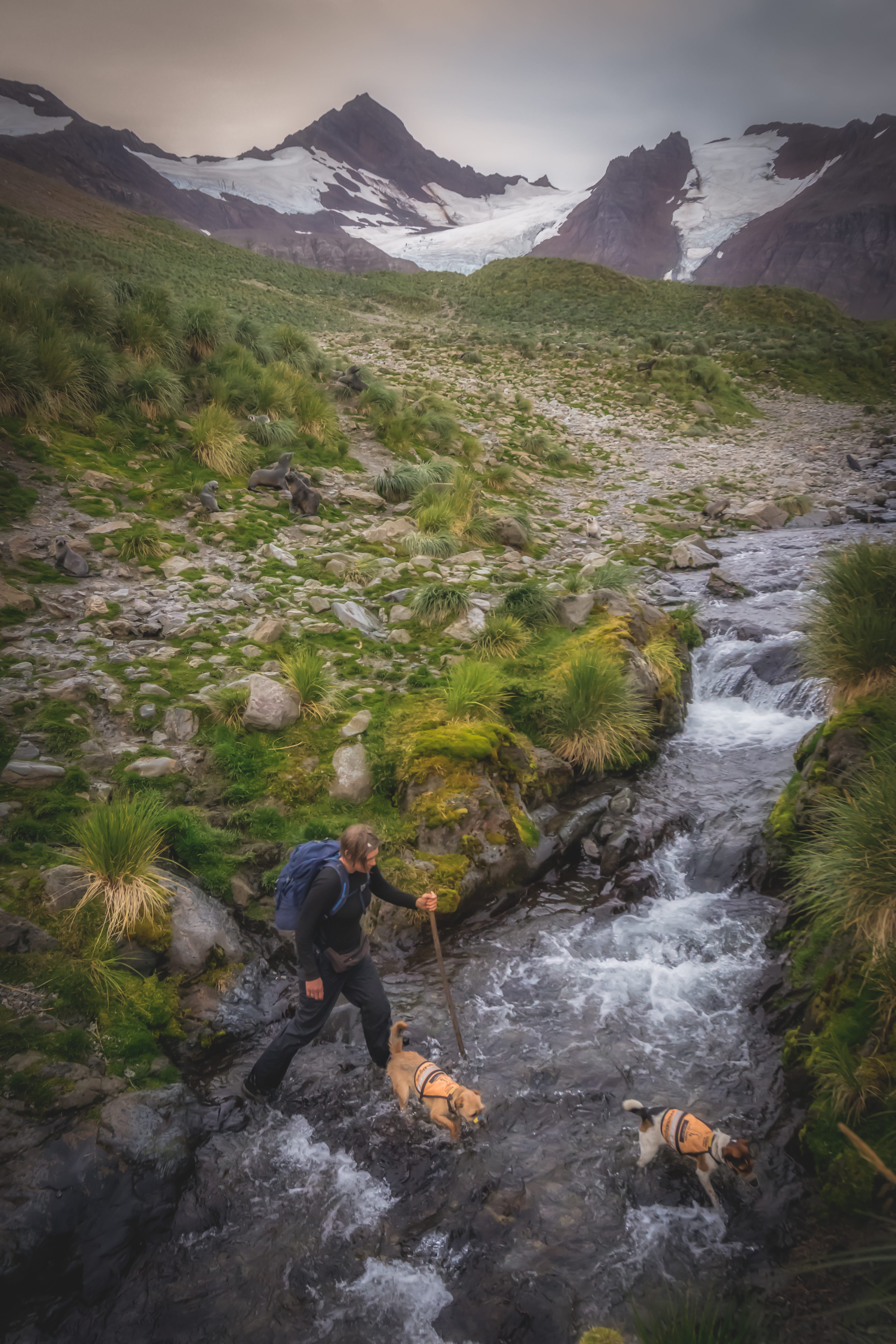 The dogs crisscrossed the island's difficult terrain.