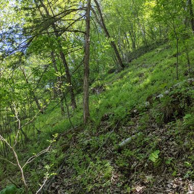 The dominance of ferns reveals the fragile mini-ecosystem on the north slope of Fern Ridge.