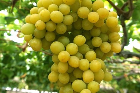 Cotton Candy Grapes