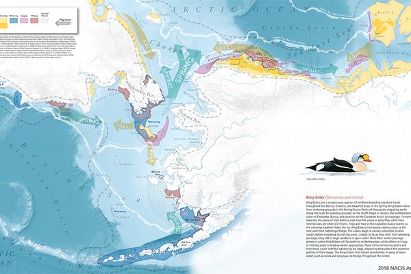 <em>King Eider</em> by Daniel P. Huffman visualizes the arctic life of the king eider sea duck. This is one of 135 pieces that Huffman produced for the <em>Ecological Atlas of the Bering, Chukchi, and Beaufort Seas</em>.