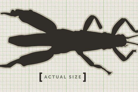 Curious Fact of the Week: Land Lobsters