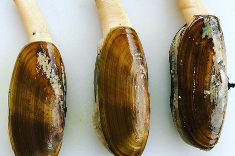 Pacific Razor Clams