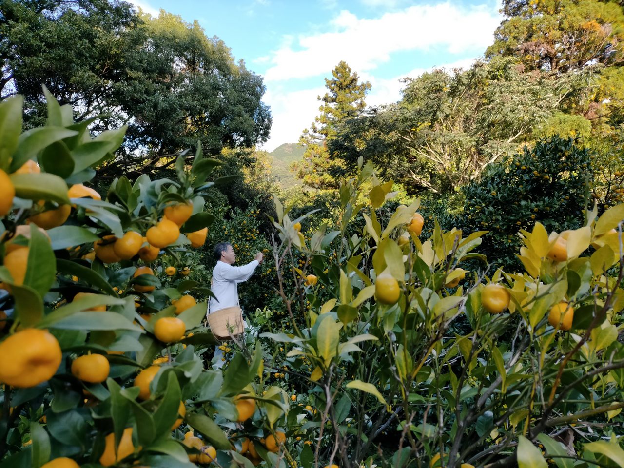 Noriyuki Enami picking tachibana fruit. 