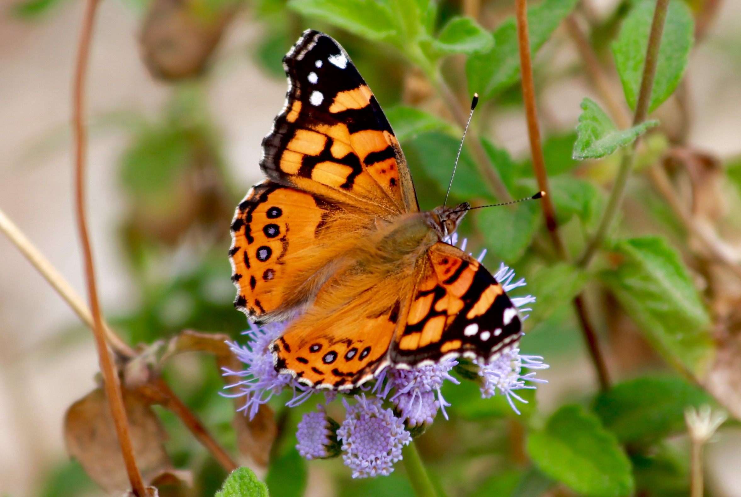 A lovely painted lady in a moment of pause.