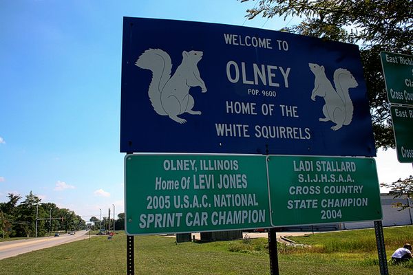Albino Squirrels of Olney, Illinois