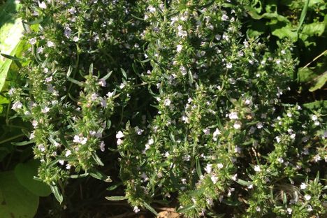 Acadian Summer Savory