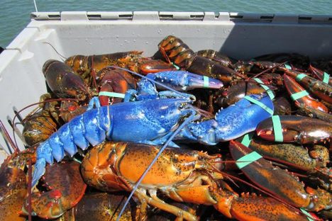 Fisherman Catches Second Blue Lobster, Which Is Very, Very Hard to Do