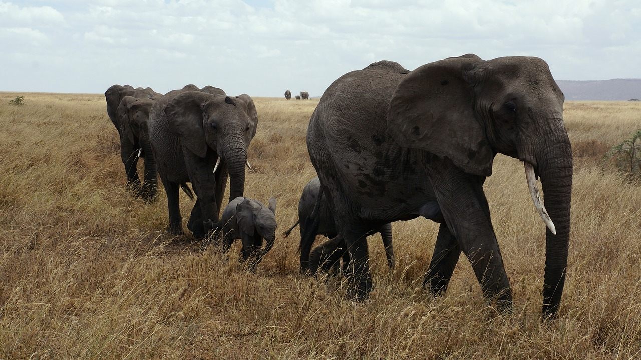 Elephants trekking across Serengeti National Park.