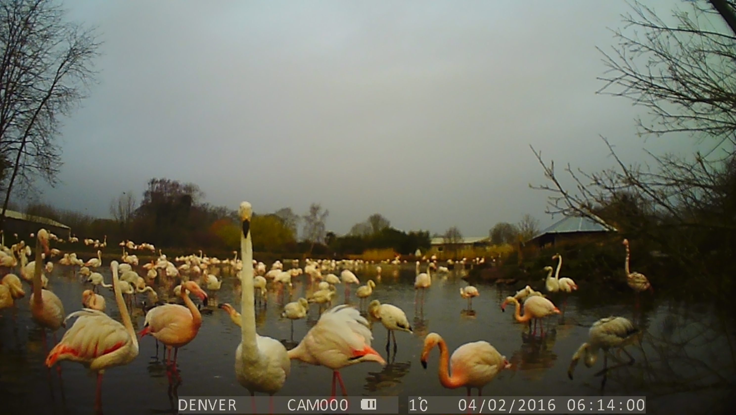 A flamingo poses for one of the camera traps.