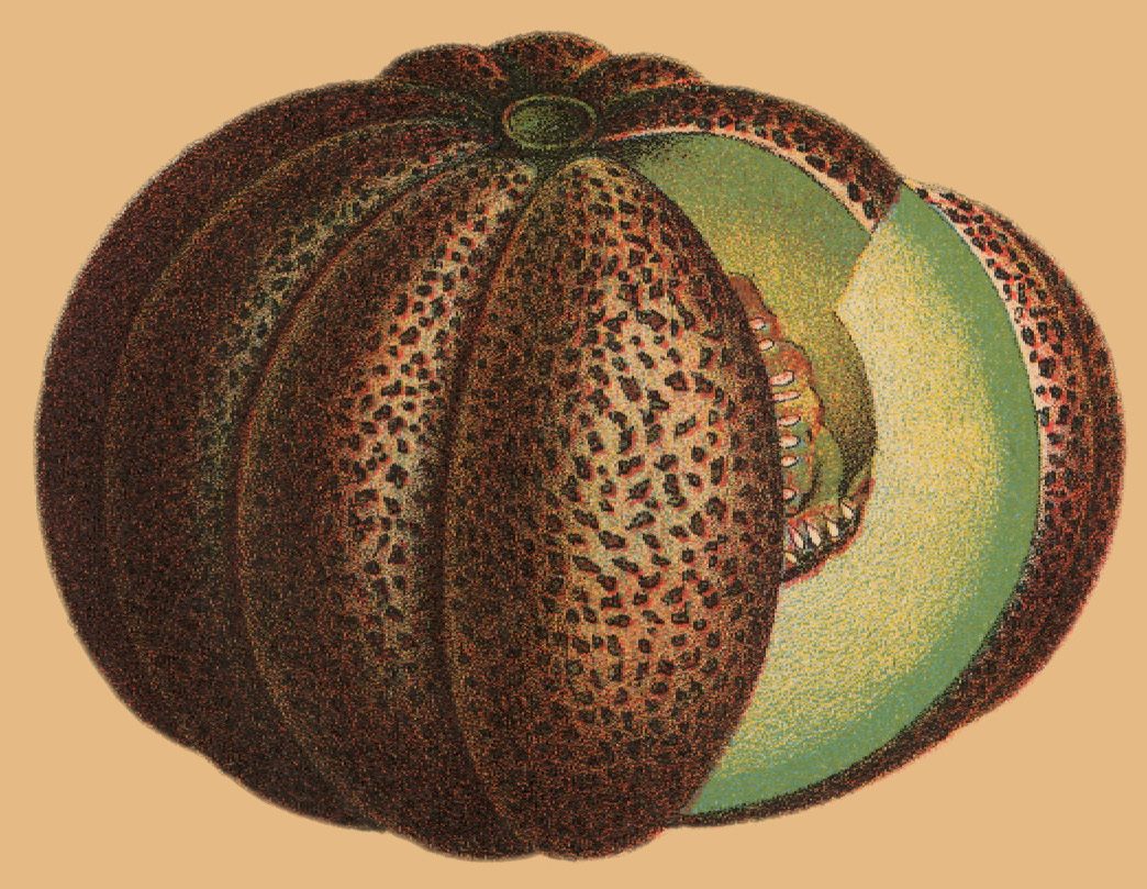 Slices of the Montreal melon were once treated like cuts of steak.