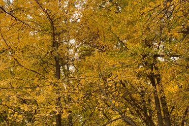 Gingko Grove