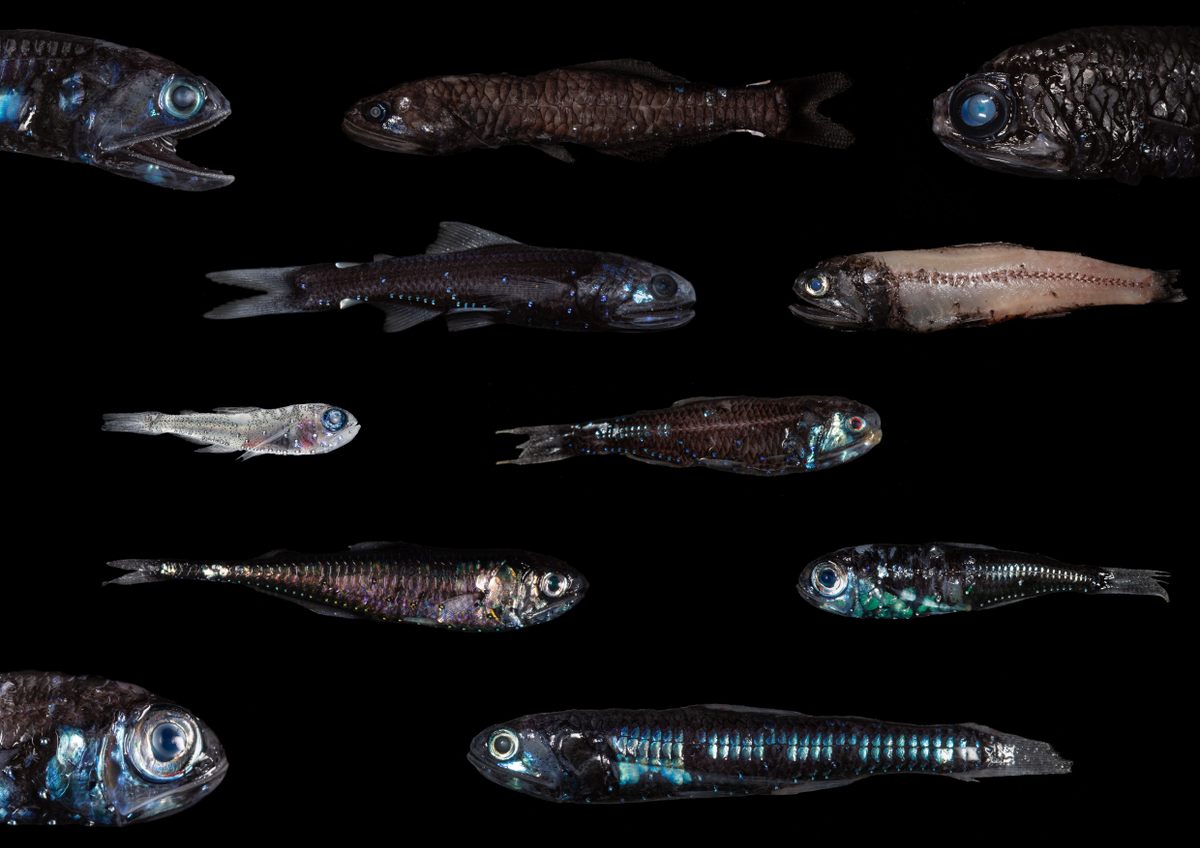 Lanternfish are the most diverse family of fishes in the twilight zone, with more than 250 species.