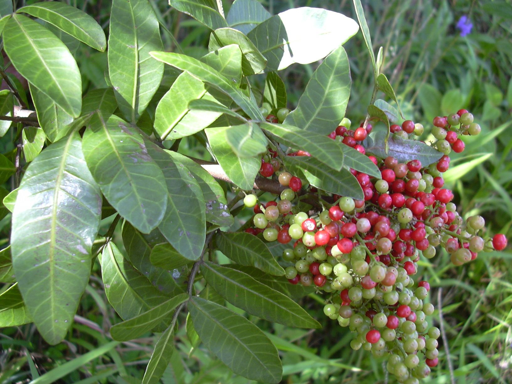 <em>Schinus terebinthifolius</em> is often considered an invasive species.