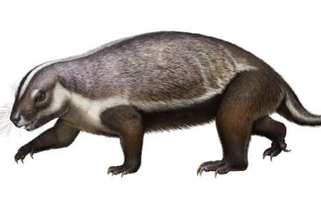 The animal's stubby legs and stumpy tail resemble a badger's. The rest of its anatomy raises more questions than it answers.