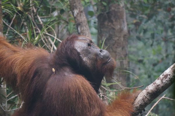 一个成年男性猩猩考虑他的下一个在印尼2015森林大火产生的阴霾。