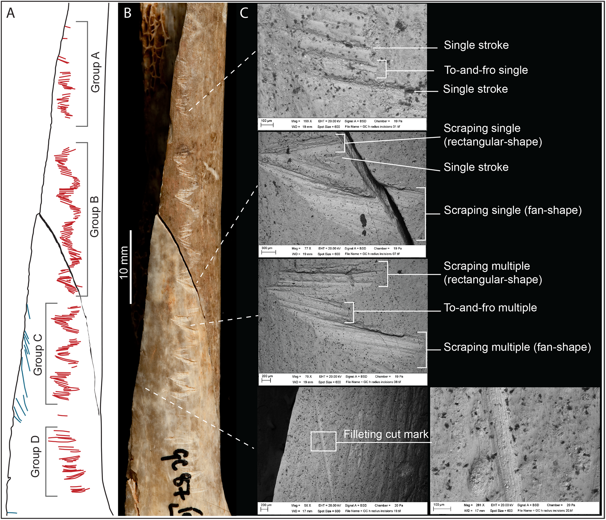 Incisions along the bone show a clear pattern.