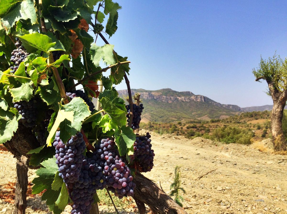 Spanish Wine, Off the Beaten Path
